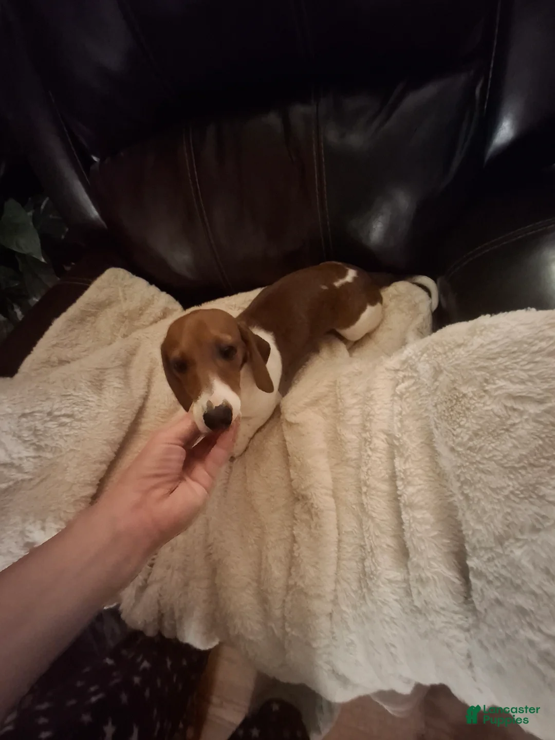 Miniature Dachshund dogs for sale: Darla - Ad 1