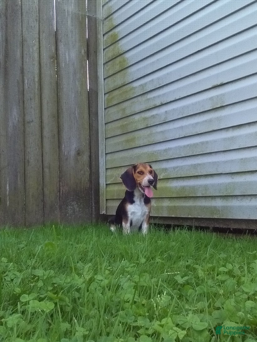 Beagle dogs Sam - Ad 1