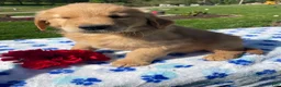 Golden Retriever dogs for sale: Rocky - Ad 2