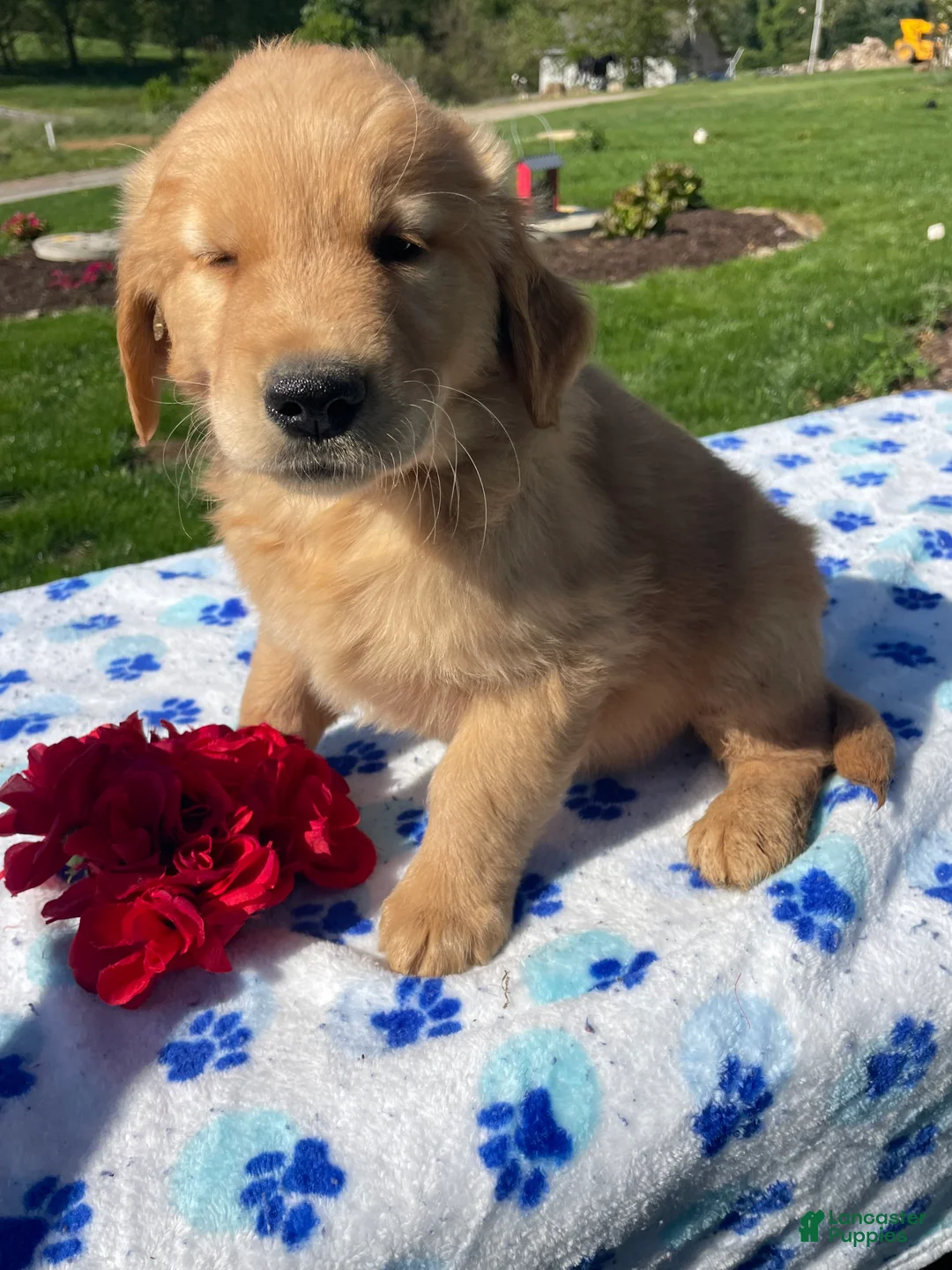 Golden Retriever dogs for sale: Rocky - Ad 2