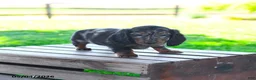 Miniature Dachshund dogs for sale: Shiloh - Ad 3