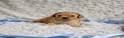 Cavapoo dogs for sale: Presley  - Ad 2