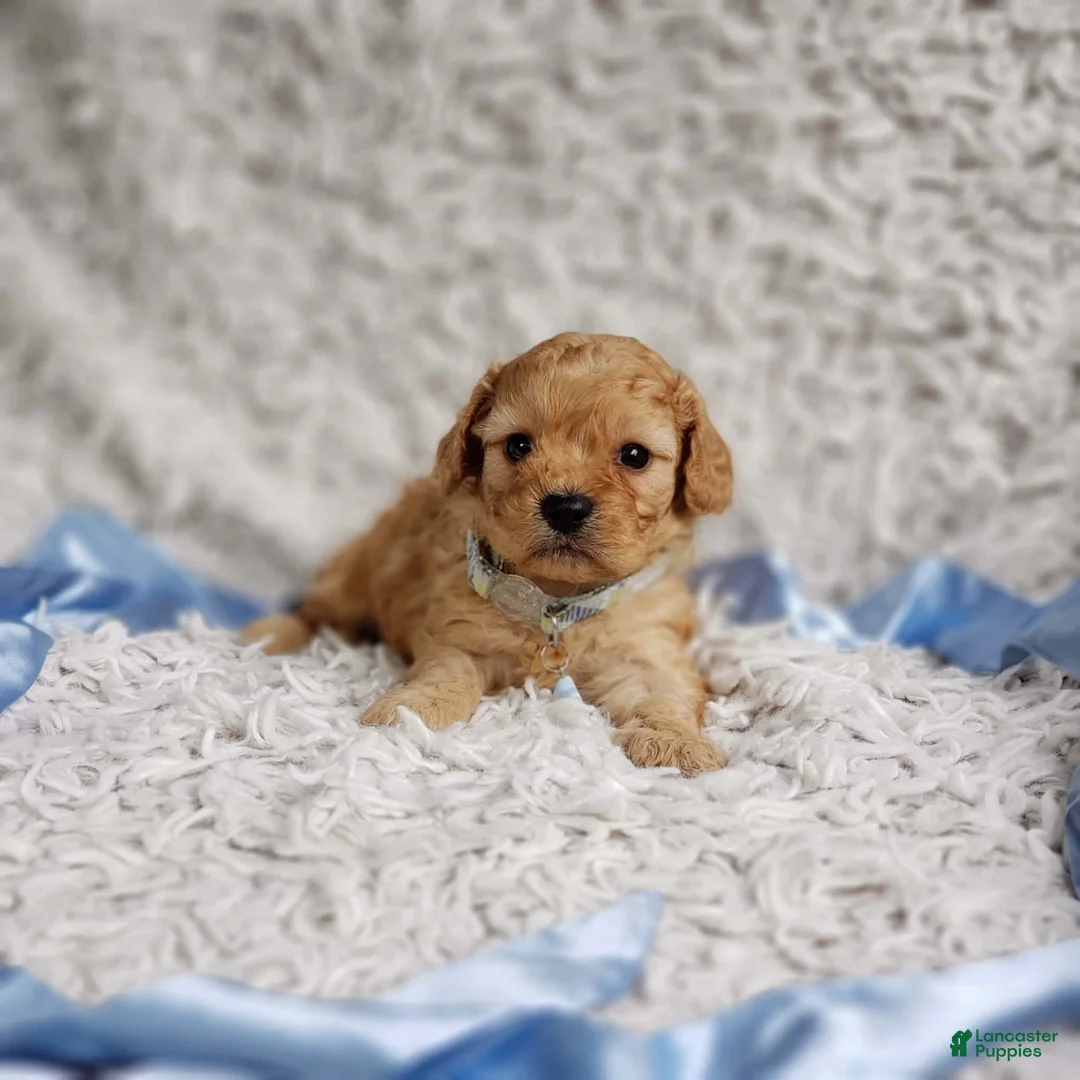 Cavapoo dogs for sale: Presley  - Ad 2