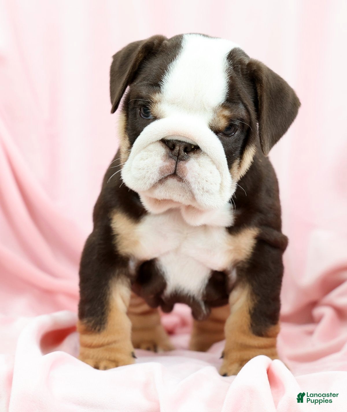 English Bulldog dogs Bessie - Ad 1