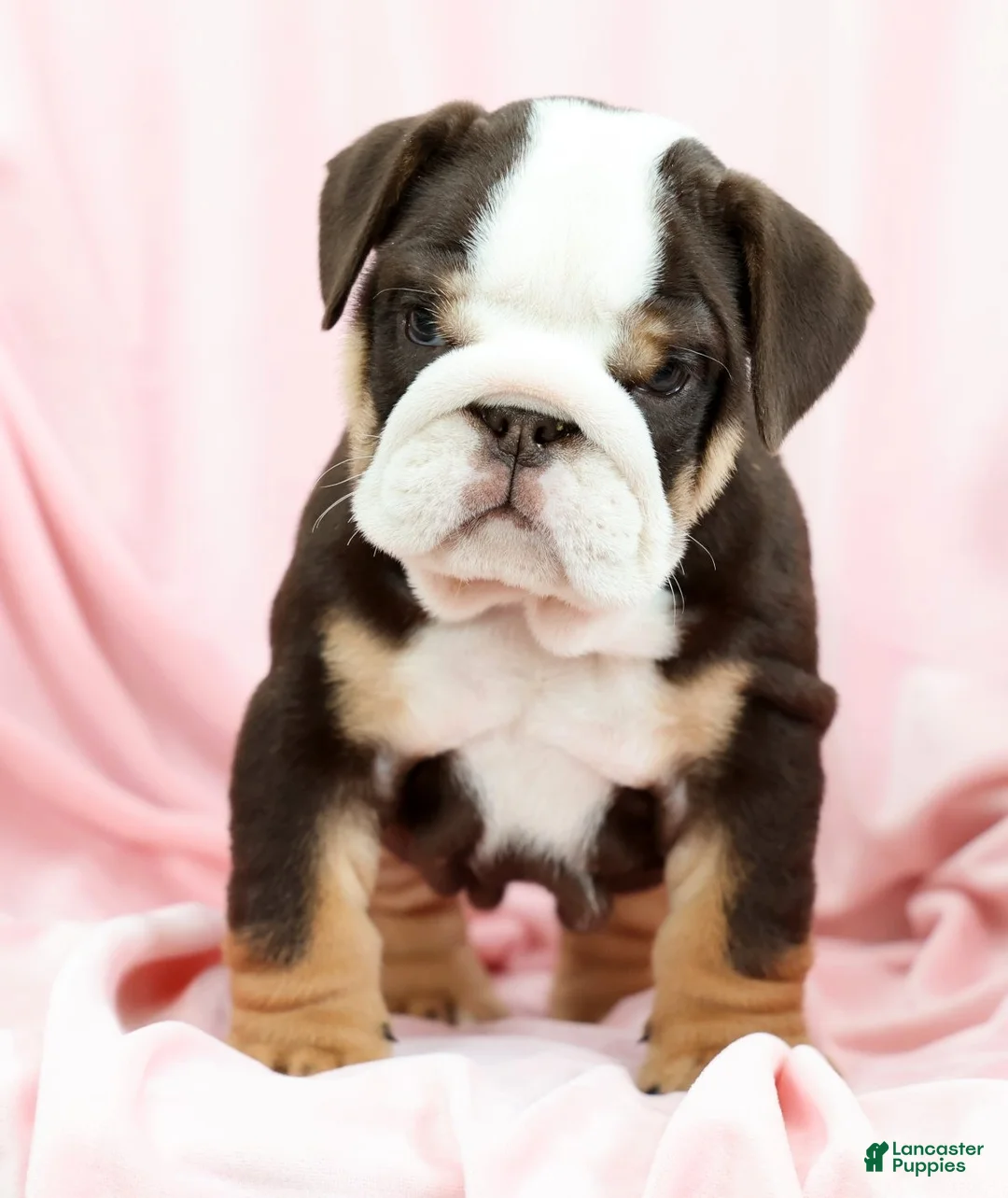 English Bulldog dogs for sale: Bessie - Ad 1