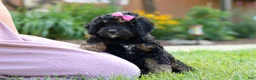 Bernedoodle dogs for sale: Paris - Ad 1