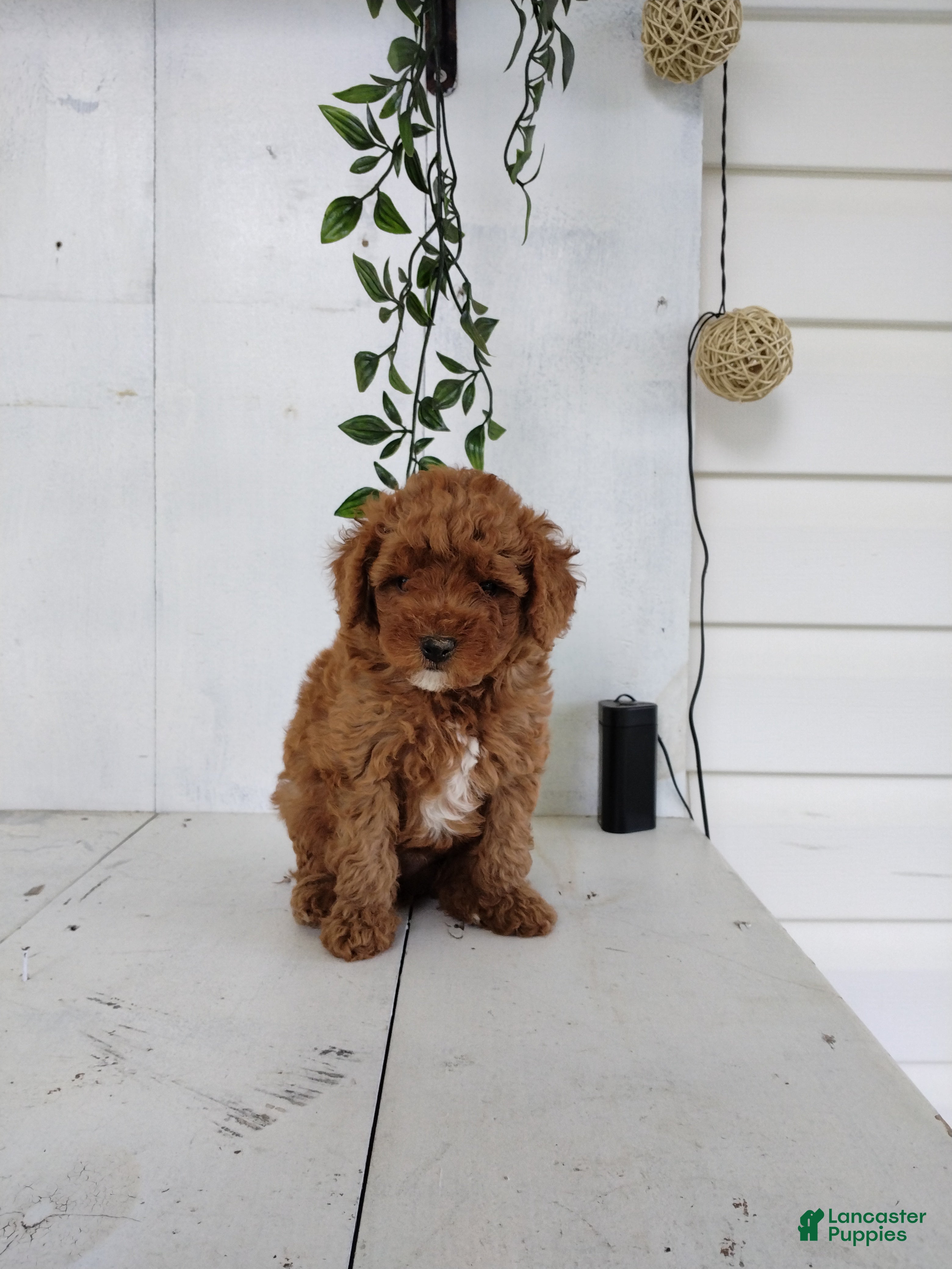 Toy Poodle dogs Lucky - Ad 1