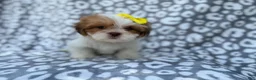 Lhasa Apso dogs for sale: Grace - Ad 5