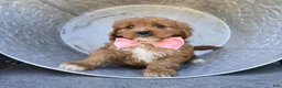 Cavapoo dogs for sale: Carmel - Ad 5