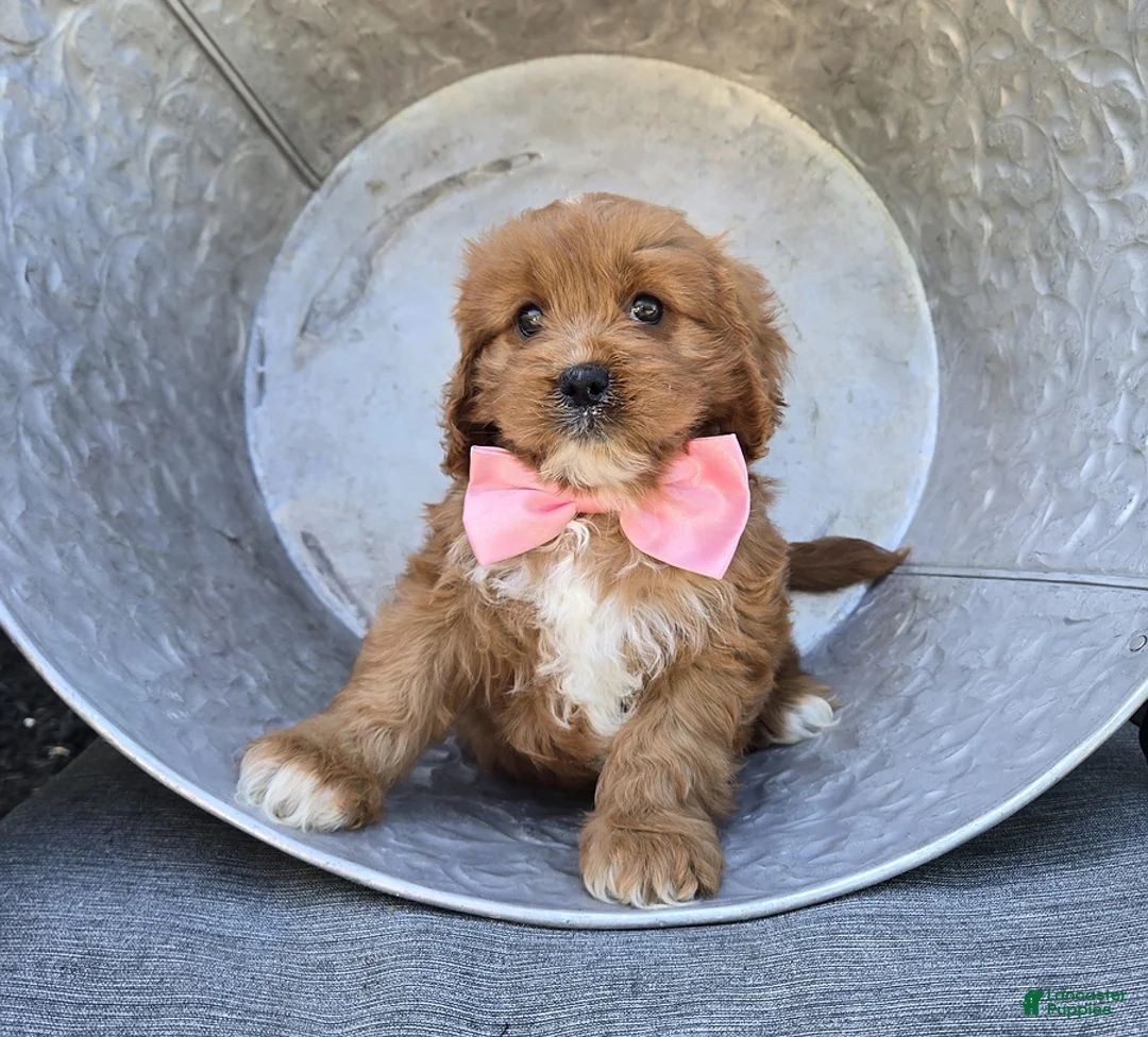Cavapoo dogs for sale: Carmel - Ad 5