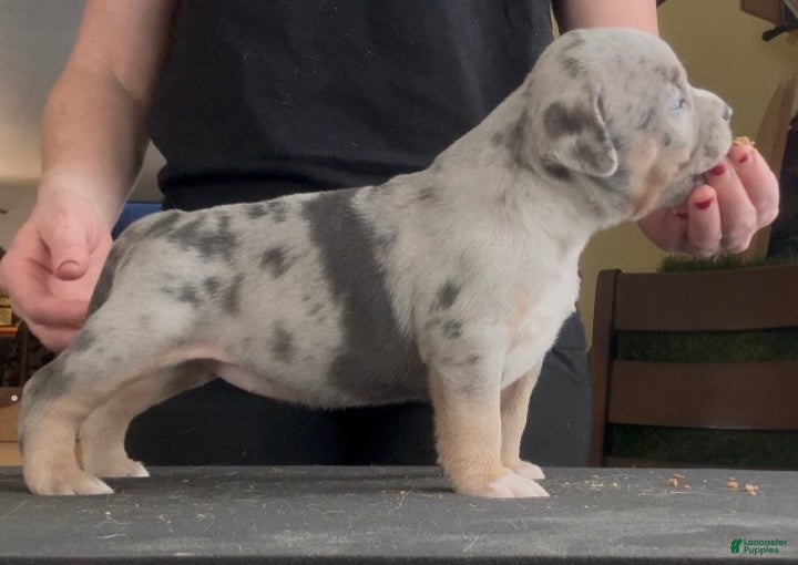 American Bully dogs Blue Tri Merle Female  - Ad 20