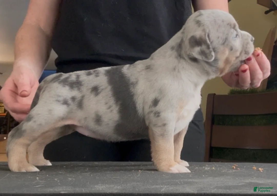 American Bully dogs for sale: Blue Tri Merle Female  - Ad 1