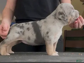 American Bully dogs Blue Tri Merle Female - Ad 25