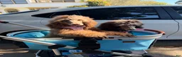 Standard Poodle dogs for sale: Hazel - Ad 4