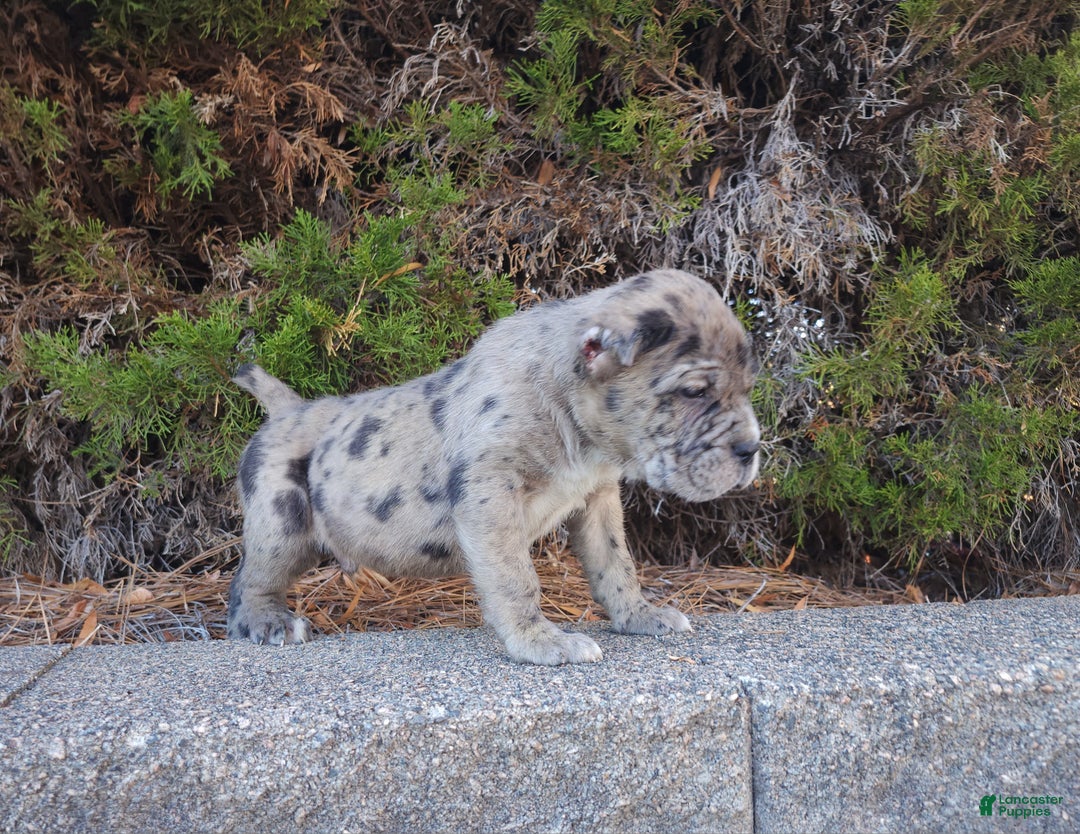 Cane Corso dogs for sale: Puzzle - Ad 2