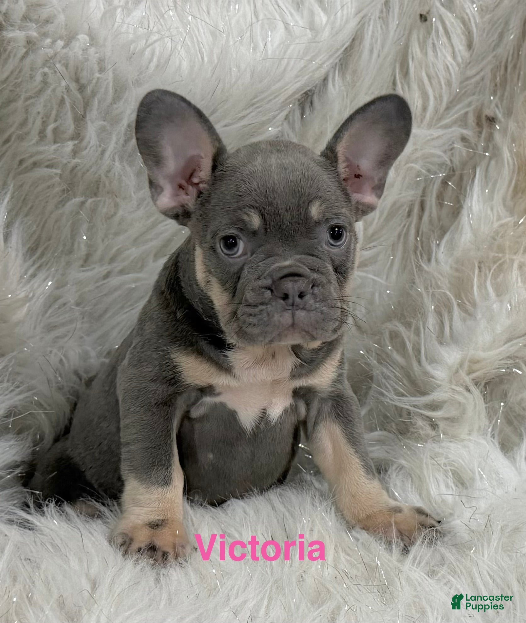 French Bulldog dogs for sale: French Bulldog Puppy 4 - Ad 4