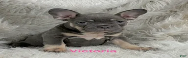 French Bulldog Puppy 4