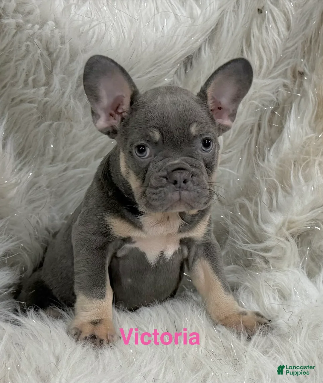 French Bulldog dogs for sale: French Bulldog Puppy 4 - Ad 1