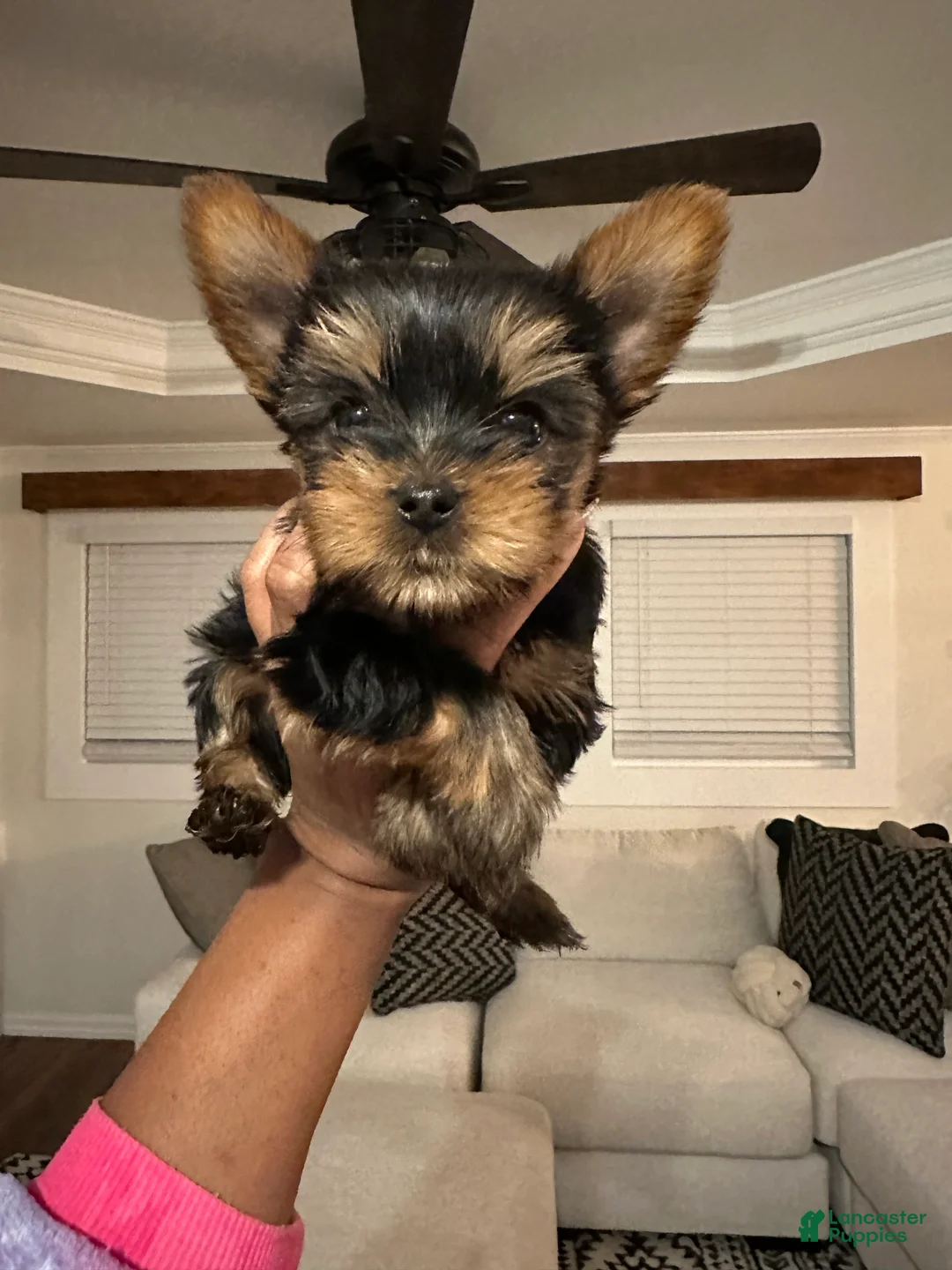 Yorkshire Terrier dogs for sale: Benny - Ad 8