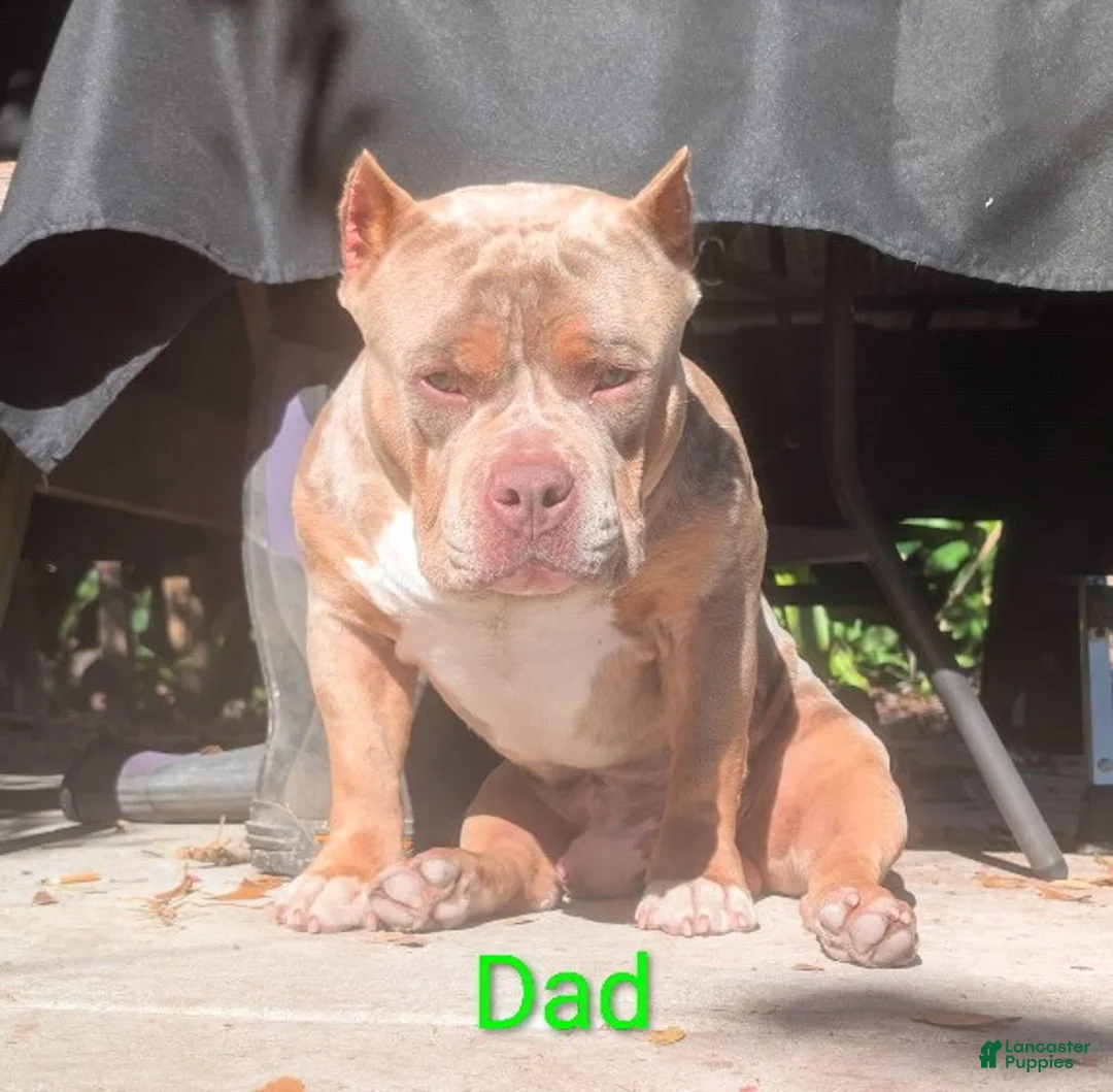 Mixed Breed dogs for sale: Mixed Breed Puppy 4 - Ad 5