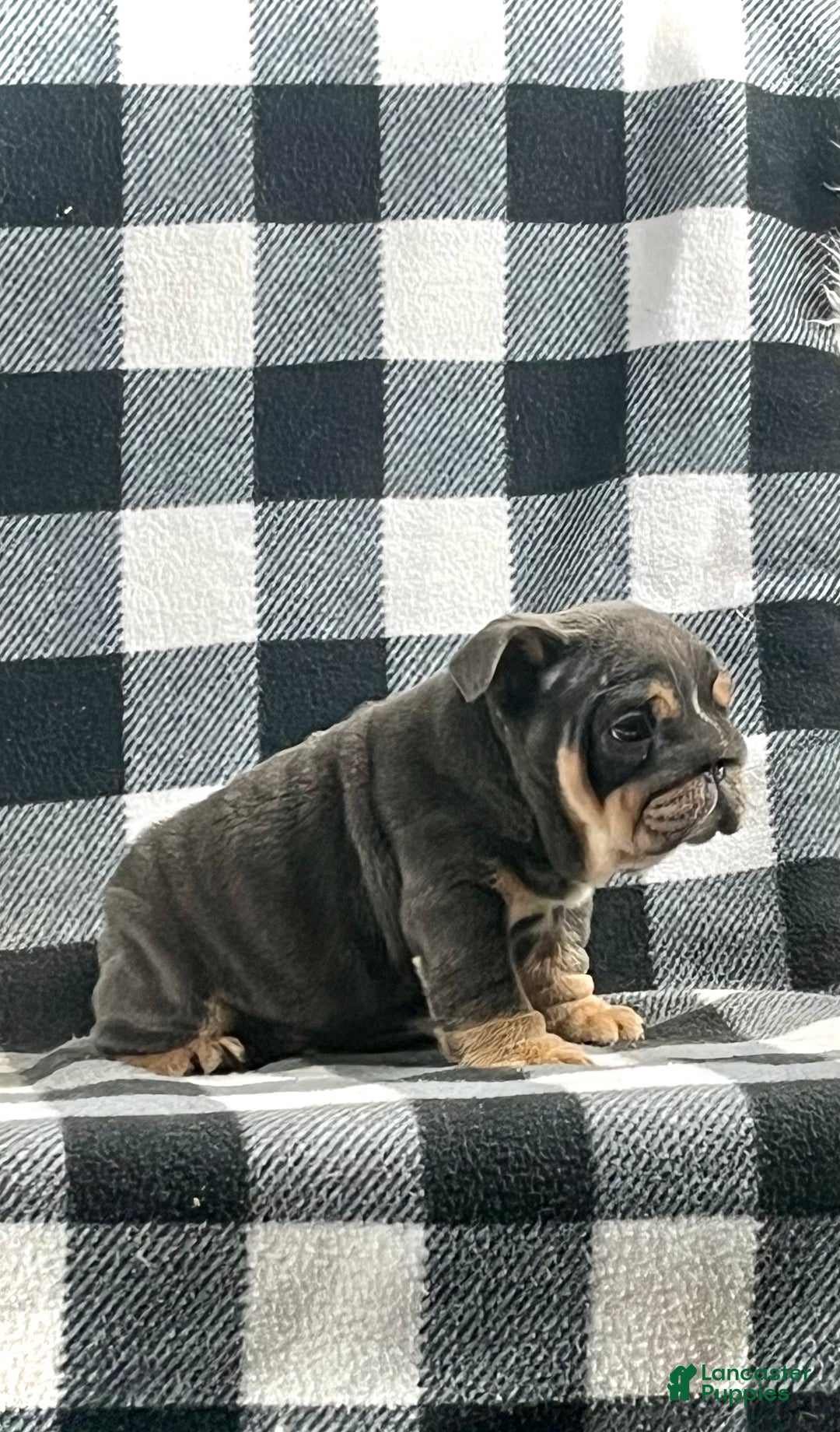 English Bulldog dogs for sale: Mason - Ad 1