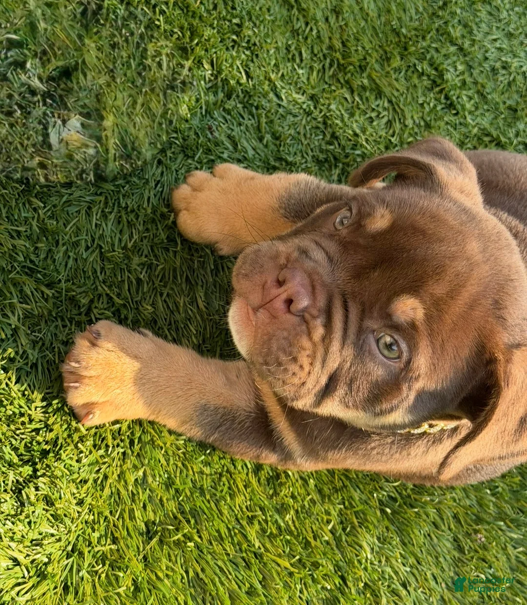 American Bully dogs for sale: Nino Brown - Ad 2