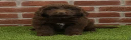 Newfoundland dogs for sale: Katie - Ad 3