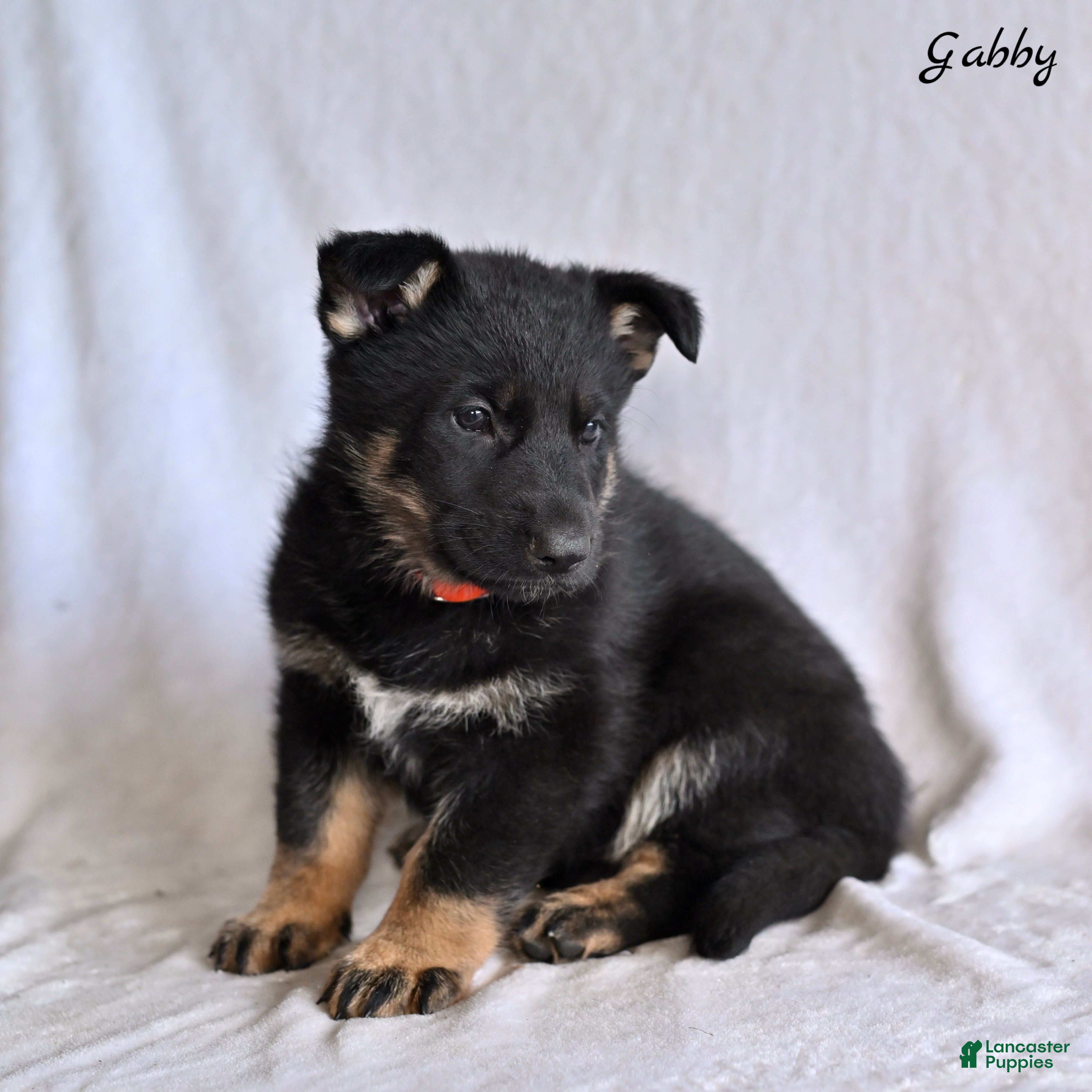 German Shepherd dogs Gabby - Ad 1