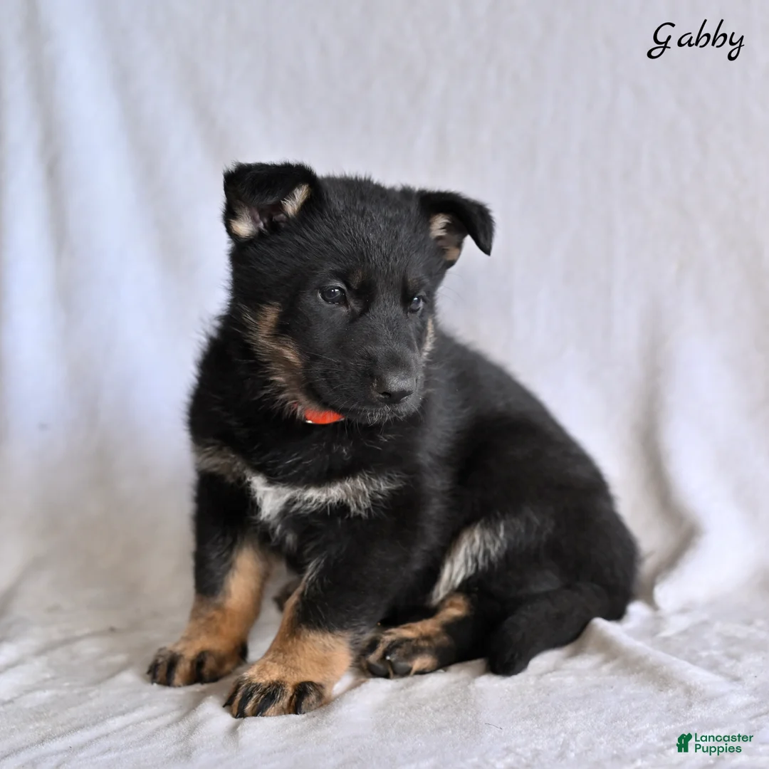 German Shepherd dogs for sale: Gabby - Ad 1