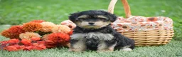 Morkie dogs for sale: Sage - Ad 7