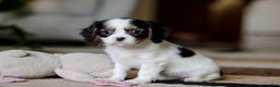 Cavalier King Charles Spaniel dogs for sale: Charles - Ad 4