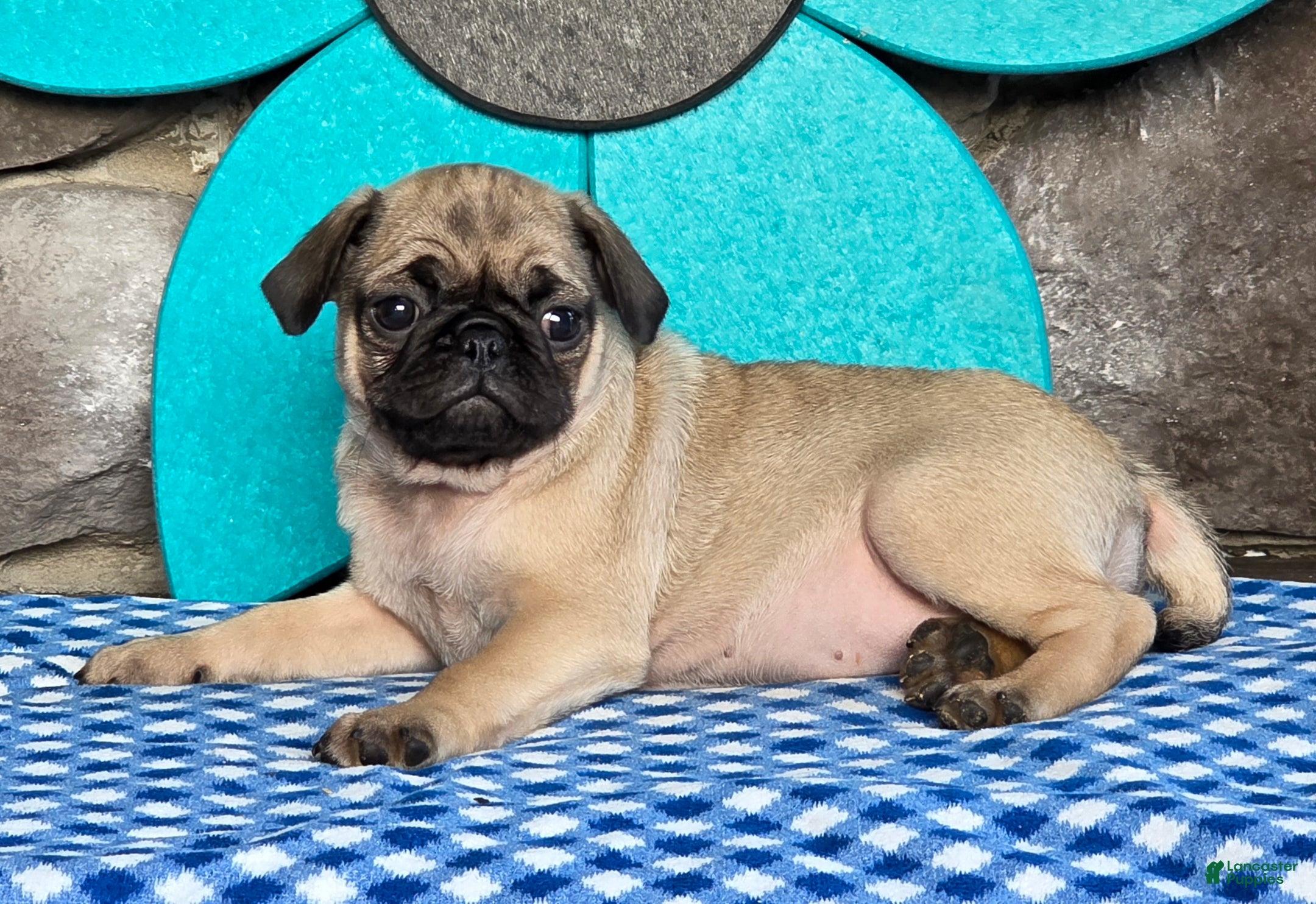 Pug dogs Bailey - Ad 2
