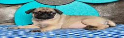 Pug dogs for sale: Bailey - Ad 2