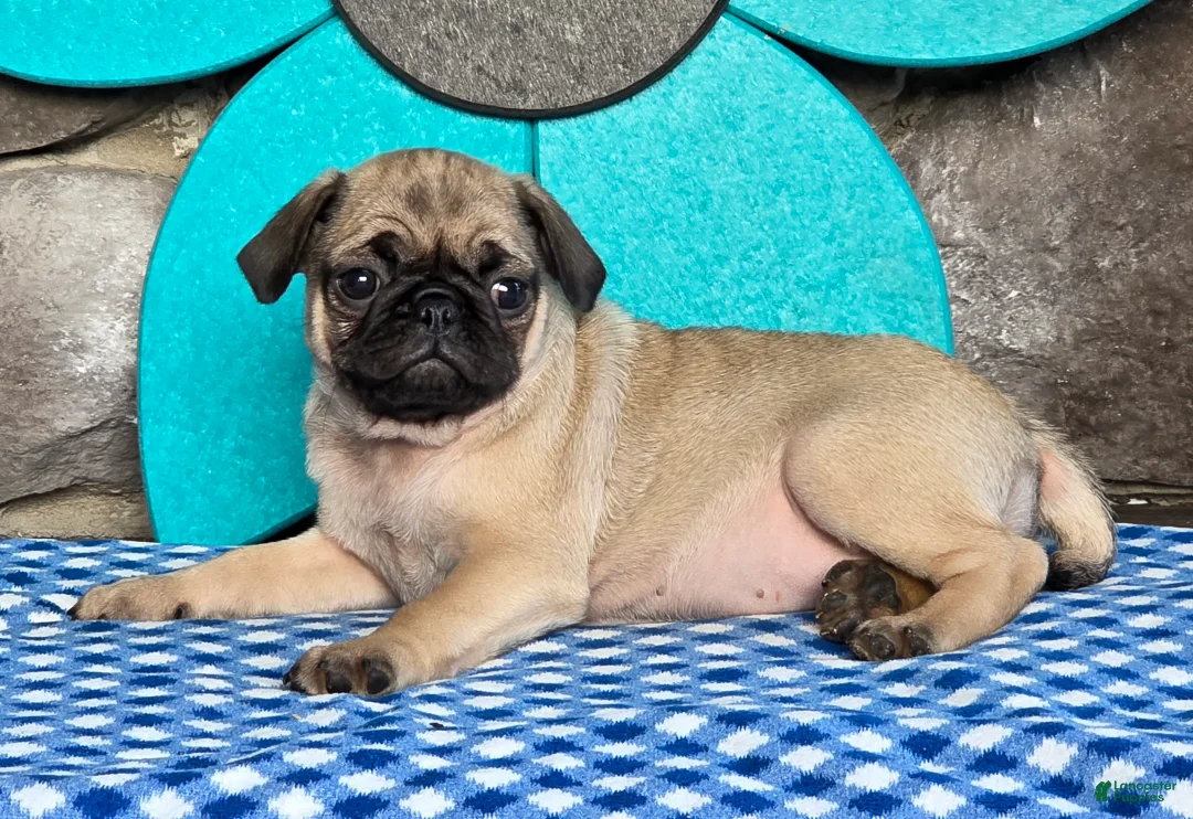 Pug dogs for sale: Bailey - Ad 2