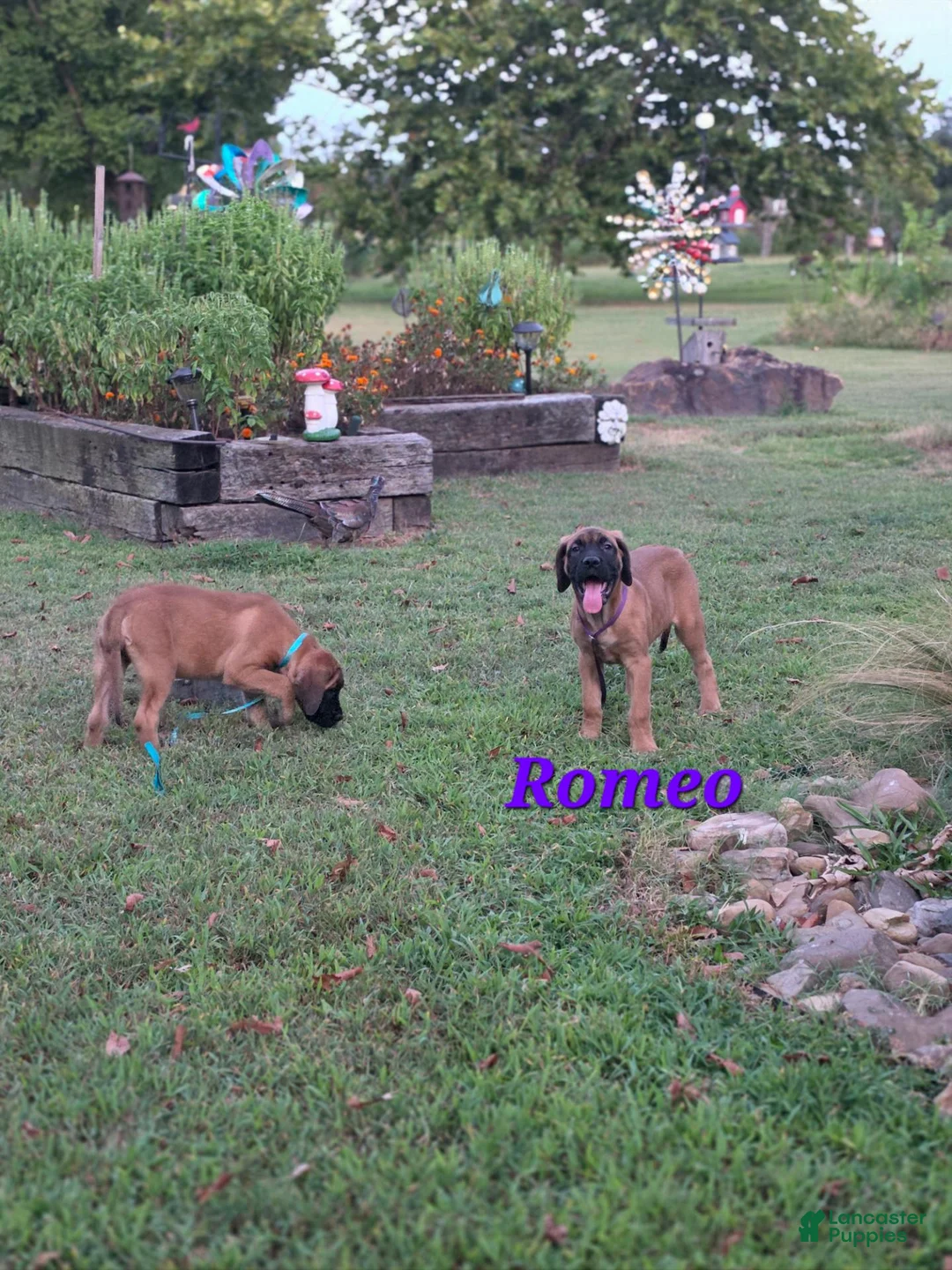English Mastiff dogs for sale: English Mastiff Romeo  - Ad 1