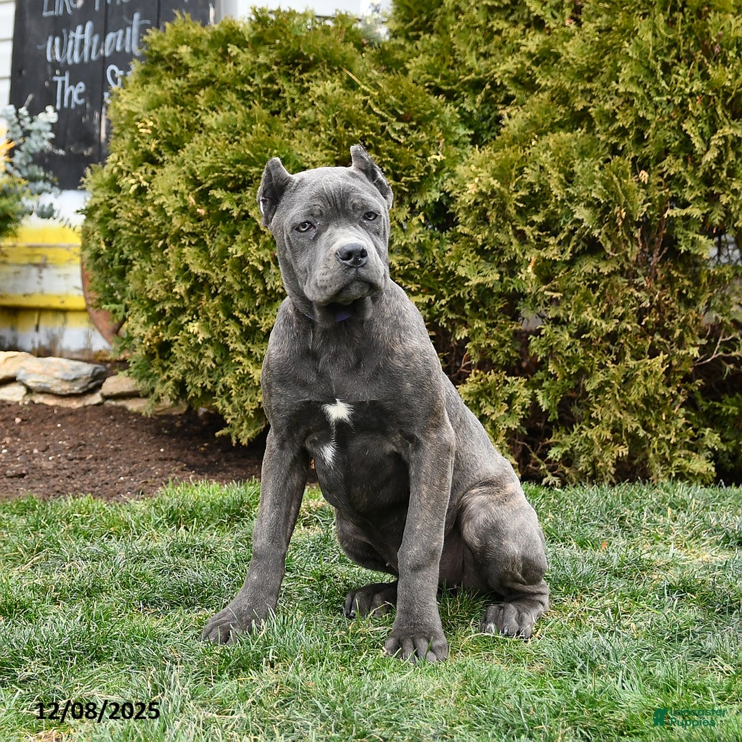Cane Corso dogs for sale: Rosie - Ad 1