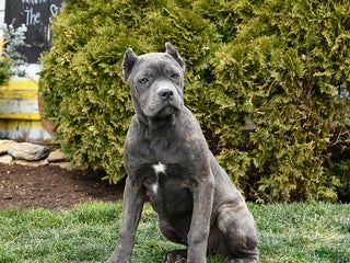 Cane Corso dogs Rosie - Ad 1
