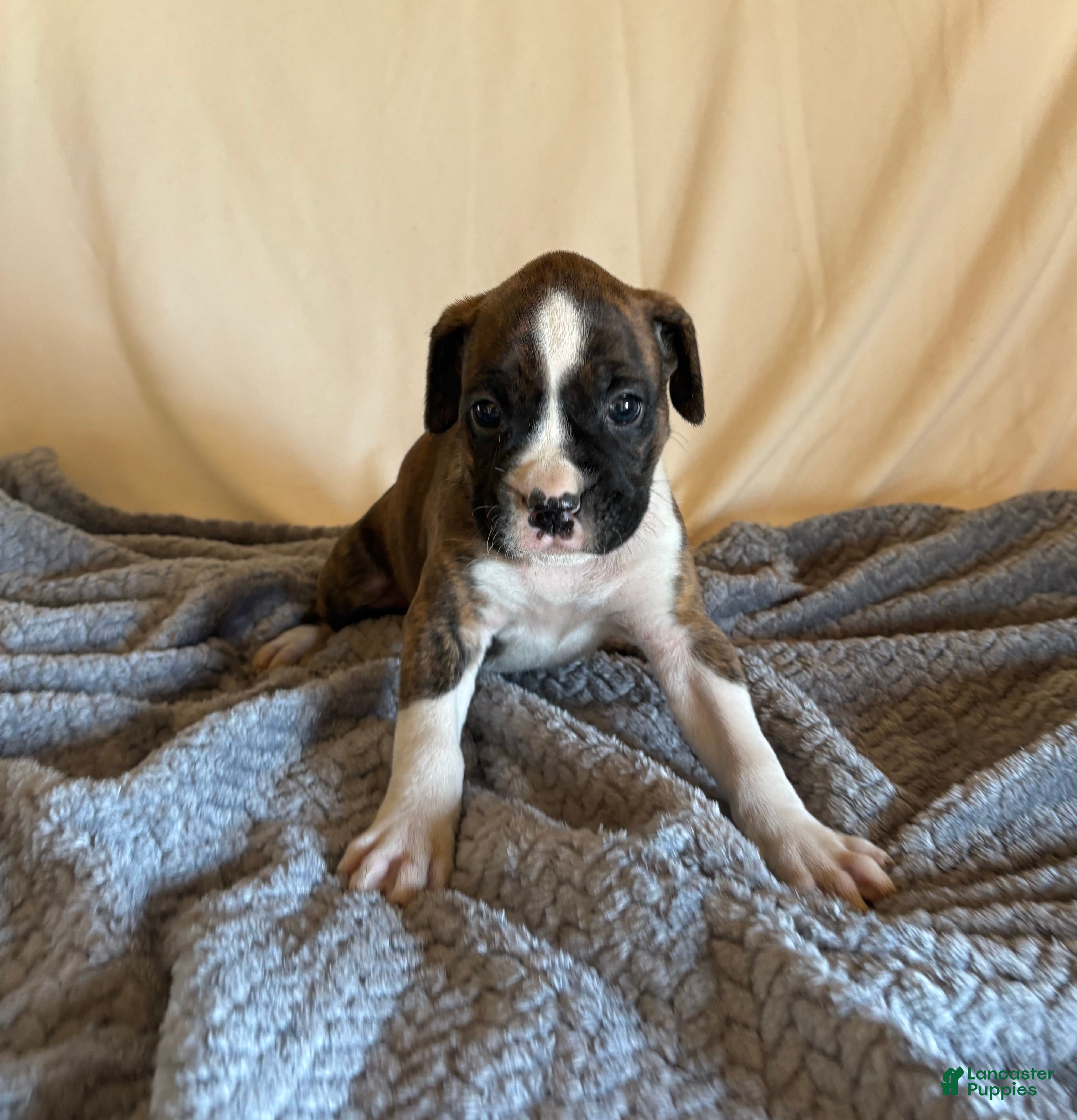 Boxer dogs Boxer Puppy 5 - Ad 9