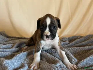 Boxer dogs Boxer Puppy 5 - Ad 12