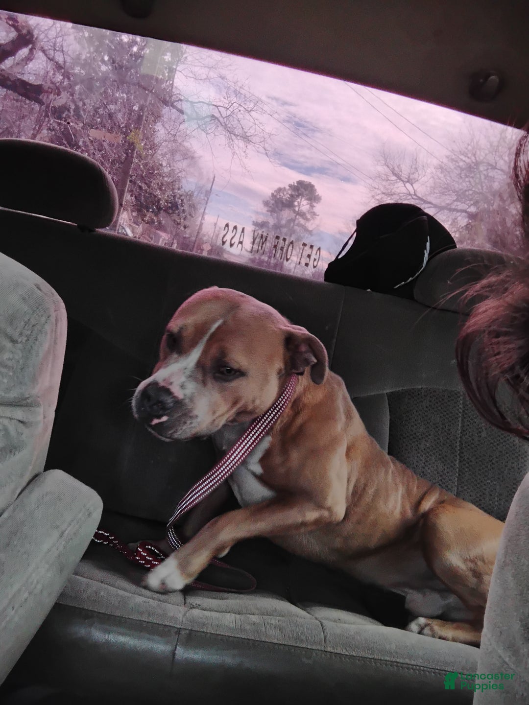 Mixed Breed dogs for sale: Mixed Breed Puppy 1 - Ad 3