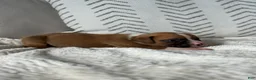 Boxer dogs for sale: Dozer - Ad 5
