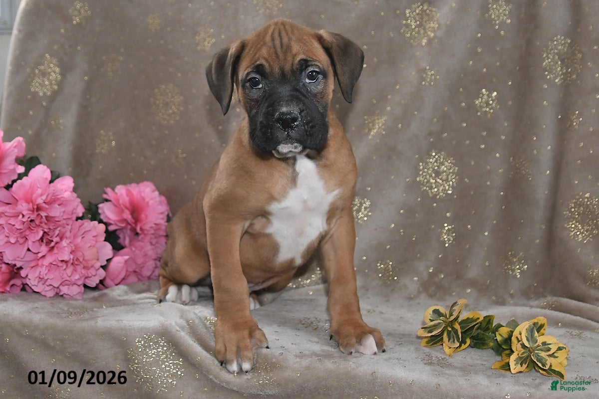 Boxer dogs Bingo - Ad 14