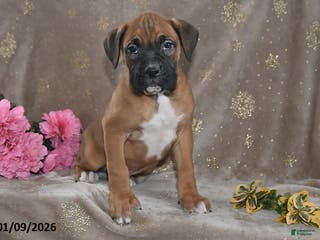 Boxer dogs Bingo - Ad 8