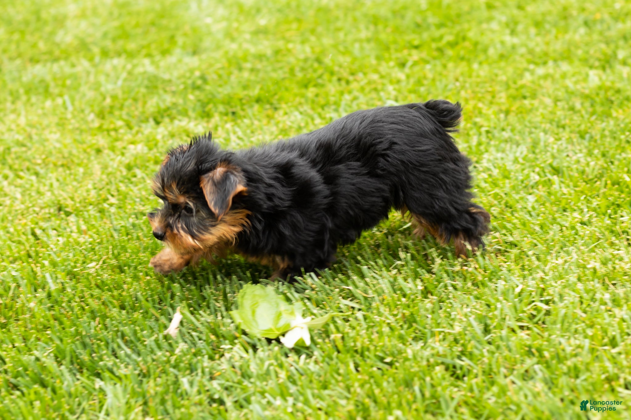 Yorkshire Terrier dogs for sale: Marty  - Ad 8