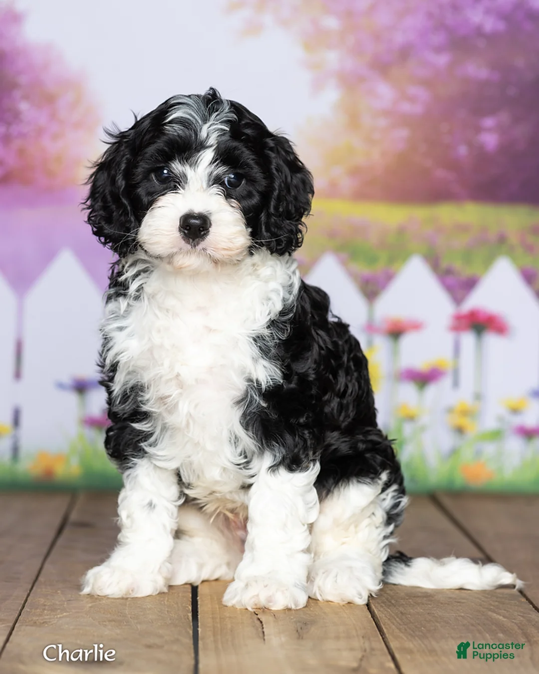 Cavapoo dogs for sale: Charlie - Ad 2