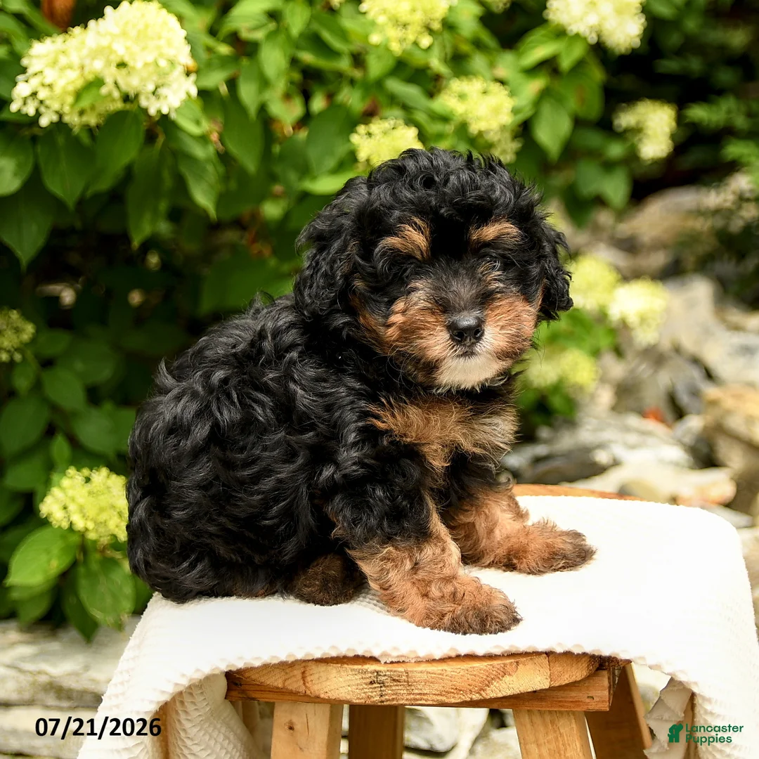 Mini Bernedoodle dogs for sale: Chloe - Ad 2