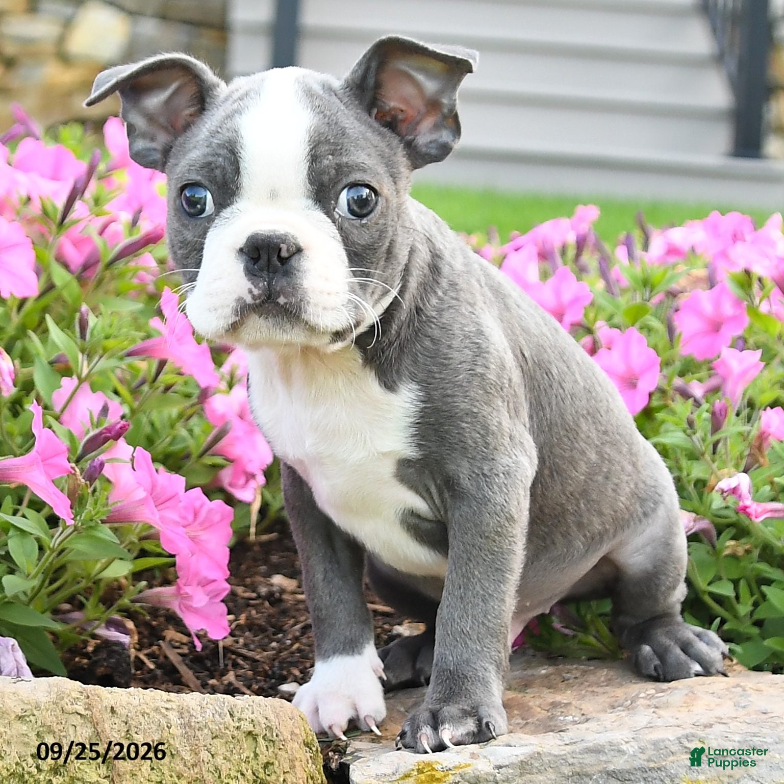 Boston Terrier dogs Jep - Ad 1