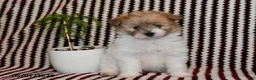 Pomapoo dogs for sale: Macy - Ad 2