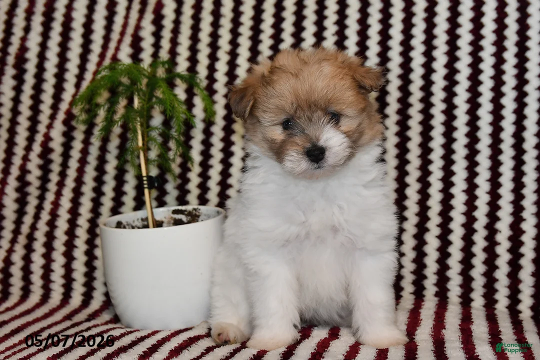 Pomapoo dogs for sale: Macy - Ad 2