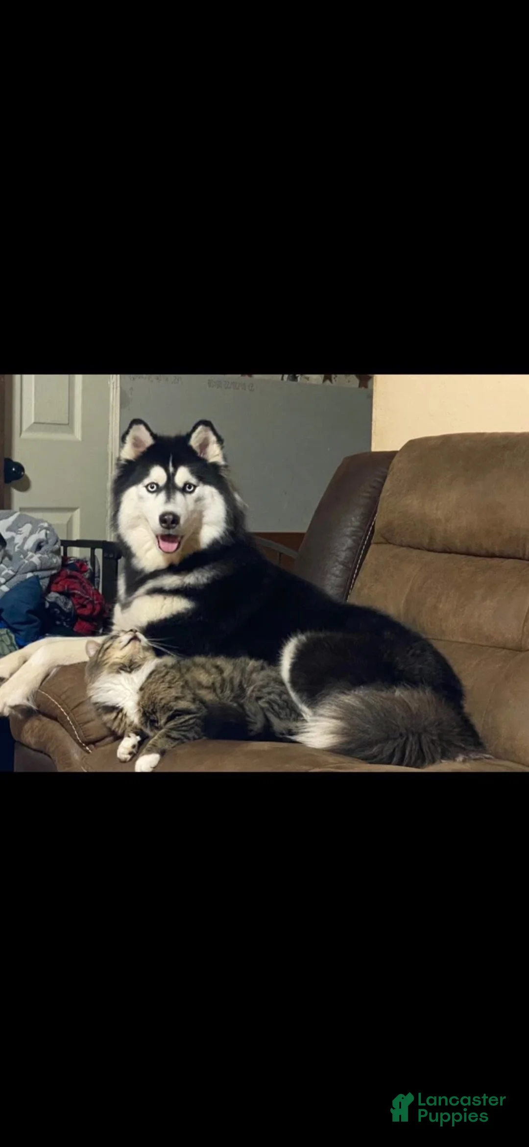 Siberian Husky dogs for sale: Siberian Husky 1 - Ad 9